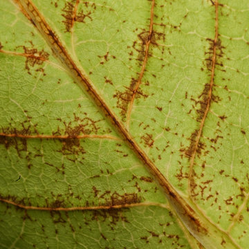 Close-up of Phyllium bioculatum, leaf insect or walking leave