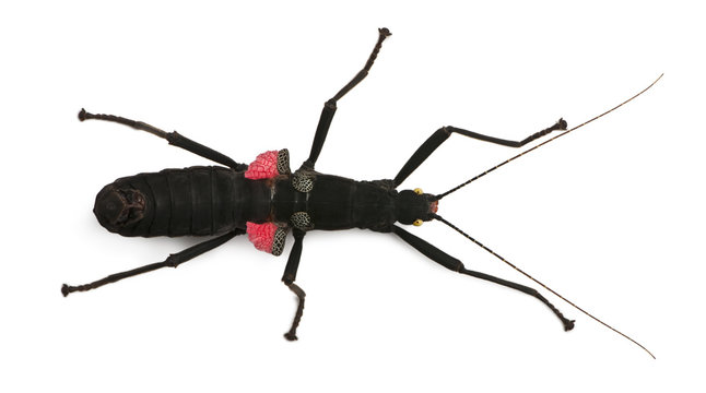 High angle view of Peruphasma schultei, stick insect