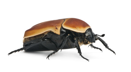 Side view of  Pachnoda marginata, Flower chafer, standing