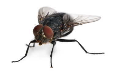 Front view of Housefly, Musca domestica, standing