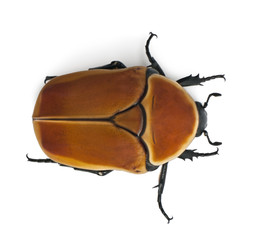 High angle view of Pachnoda marginata, a species of beetle