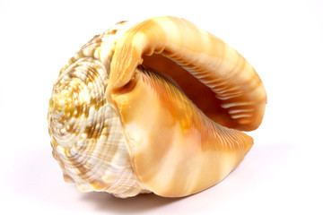 sea snail shell