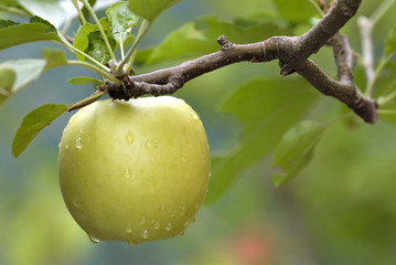 Green apple on tree