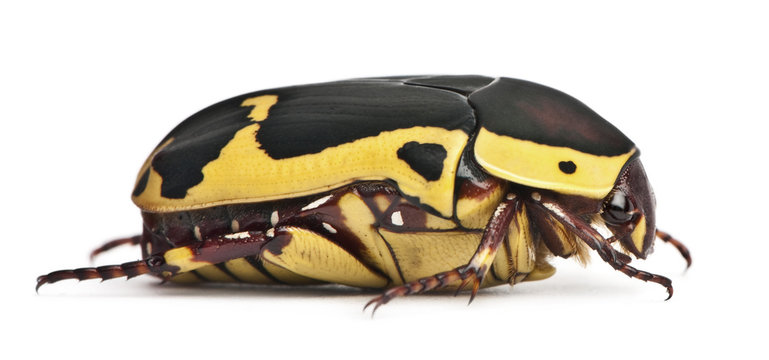 Side view of Pachnoda sinuata, a species of beetle