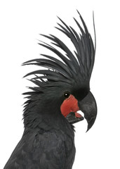 Palm Cockatoo, Probosciger aterrimus, in front of white backgrou
