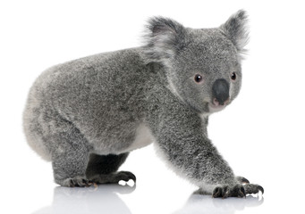 Side view of Young koala, standing and looking at the camera