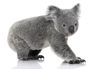 Photo sur Aluminium Koala Vue latérale du jeune koala, debout et regardant la caméra