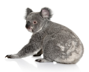Rear view of Young koala, sitting and looking at the camera
