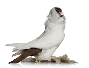 Side view of German helmet with feathered feet pigeon
