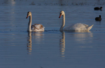Beautiful wild swan Cygnus in warm sunset light