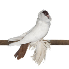 German helmet with feathered feet pigeon perched on stick