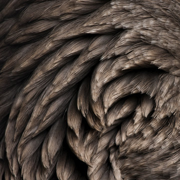 Close-up of Toulouse goose feathers