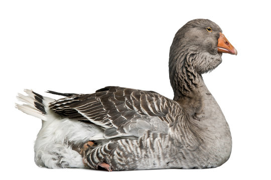 Toulouse goose sitting in front of white background