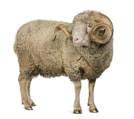 Crédence de cuisine en verre imprimé Moutons Side view of Arles Merino sheep, ram, 5 years old, standing