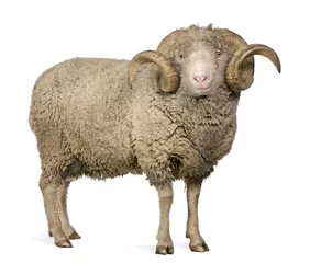 Photo sur Aluminium Moutons Vue latérale du mouton mérinos d& 39 Arles, bélier, 5 ans, debout