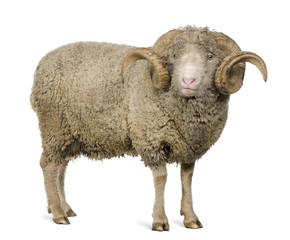 Side view of Arles Merino sheep, ram, 5 years old, standing