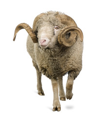 Naklejka premium Front view of Arles Merino sheep, ram, 5 years old, walking