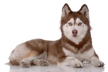 Portrait of Siberian Husky