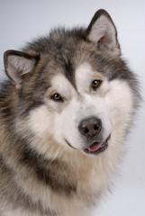 Fototapeta premium Portrait of Alaskan Malamute
