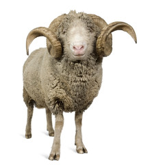 Front view of Arles Merino sheep, ram, 5 years old, standing