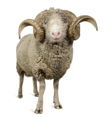 Foto op Canvas Vooraanzicht van Arles Merino schapen, ram, 5 jaar oud, staand © Eric Isselée