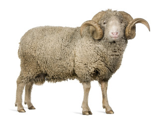 Side view of Arles Merino sheep, ram, 5 years old, standing