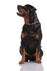 Rottweiler dog