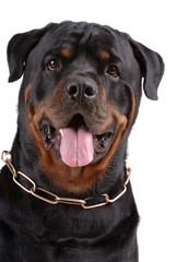 Rottweiler dog