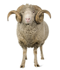 Vue de face du mouton mérinos d& 39 Arles, bélier, 5 ans, debout