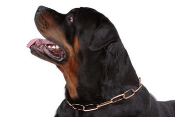 Rottweiler dog