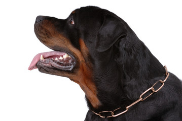 Obraz premium Rottweiler dog
