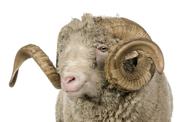 Close-up of Arles Merino sheep, ram, 5 years old