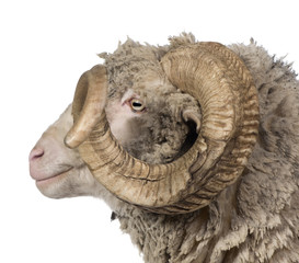 Naklejka premium Side view of Arles Merino sheep, ram, 5 years old