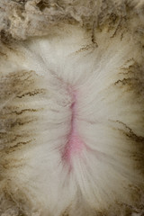 Close-up Arles Merino sheep wool