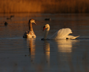 Beautiful wild swans Cygnus in warm sunset light