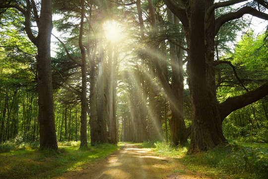 Fototapeta Sunlight trough cedars path at Cheverny Chateau park. France