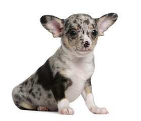 Obraz premium Blue merle Chihuahua Puppy, 8 weeks old, sitting