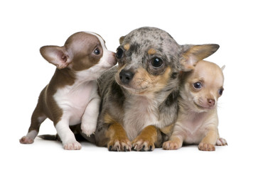 Chihuahua mother and her 2 puppies, 8 weeks old