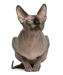 Sphynx cat with eyes closed, 1 year old, sitting