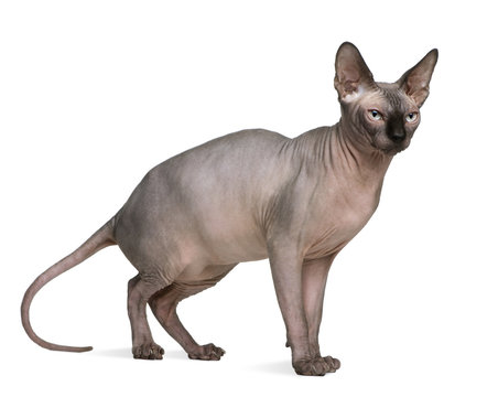 Sphynx cat, 1 year old, standing in front of white background