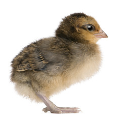 Chick, 3 days old, standing in front of white background