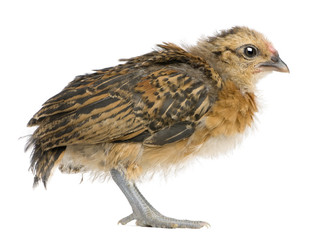 Chick, 19 days old, standing in front of white background