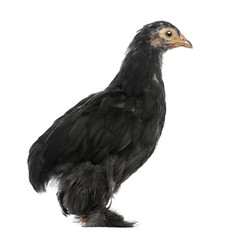 The Pekin, a breed of bantam chicken, standing