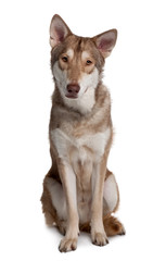 Saarlooswolf Dog sitting in front of white background