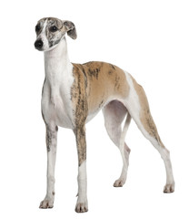 Young Whippet, standing in front of white background