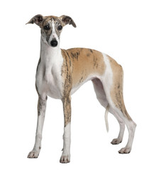 Young Whippet, standing in front of white background - obrazy, fototapety, plakaty