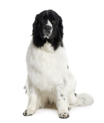Newfoundland dog, sitting in front of white background
