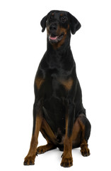 Doberman, sitting in front of white background