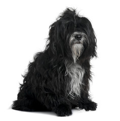Tibetan terrier, sitting in front of white background