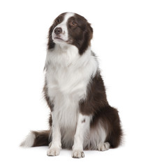 Border Collie, sitting in front of white background